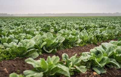 Shanti Inorganics IPO allotment